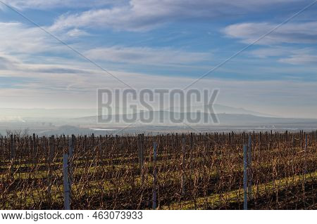 Winter Landscape In South Moravia In The Czech Republic In Europe. Vineyards After Winter In Palava.