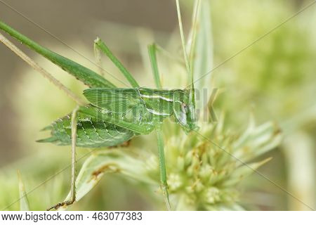 Closeup On A Mediterranean Nice Green Gracious, Grasshopper, Tylopsis Lilifolia Sitting On Field Ery