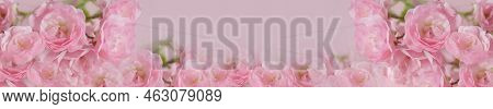Beautiful Rose Flower In The Garden. Rose Flower Background. Rose Flower Texture. Beautiful Rose Ban