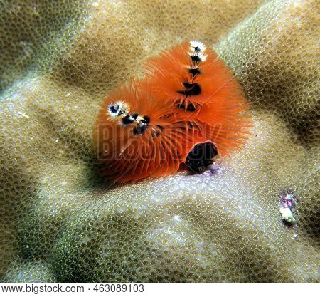 An Orange Christmas Tree Worm, Spirobranchus Giganteus Boracay Island Philippines