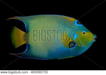 A Queen Angelfish Against A Black Background On A Coral Reef In Bonaire, A Tropical Island In The Du