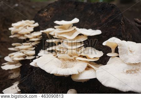 Close Up Photo Of Wild Mushroom Grow After Rainy Day