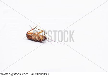 Close Up Of Cockroach Isolated On White Background. Closeup Cockroach Deceased. Dead Cockroach