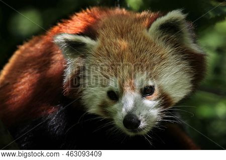 Close Up Image Of Red Panda Face In Tropical Forest