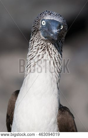 Portrait Of Blue-footed Booby (sula Sula) On Genovesa Island, Galapagos National Park, Ecuador