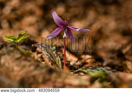 The Fragile Spring Flower, The Dogtooth Violet, Or A Dens-canis, Growing In The Forest With Dry Leav