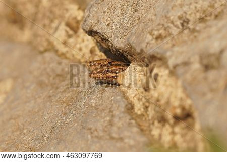 Closeup On Two Common Wall Lizard, Podarcis Muralis , Peaking Out Of Her Nes