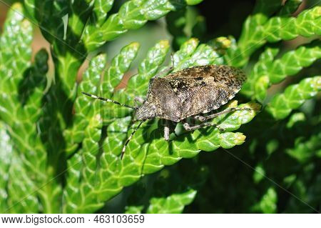 Detailed Close Up On An Adult Mottled Grey Shieldbug, Rhaphigaster Nebulosa In The Sunlight