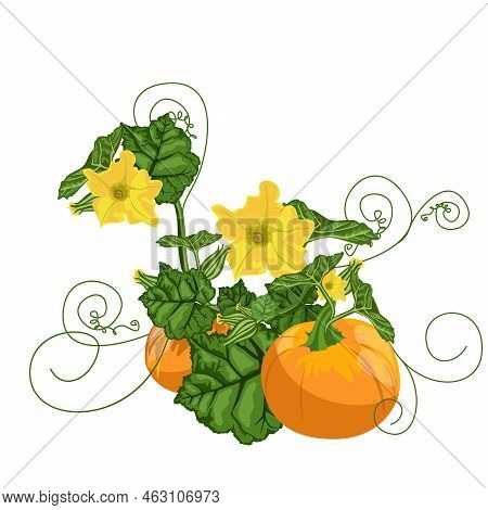 Vector Image Of A Pumpkin In The Process Of Growth. Cartoon Style. Concept. Isolated On White Backgr