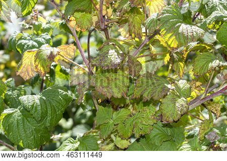 Chlorotic Spots Of Raspberry Blackberry Virus. Symptoms Of Jaundice On Green Blackberry Leaves, Pest