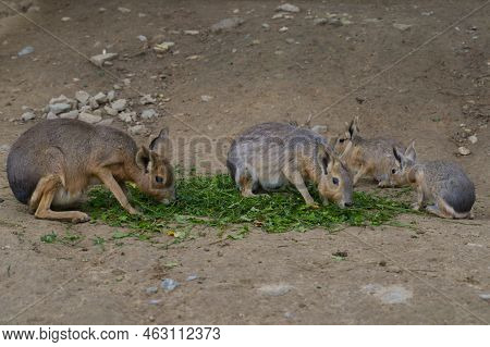Patagonian Mara Family Eating The Fresh Food