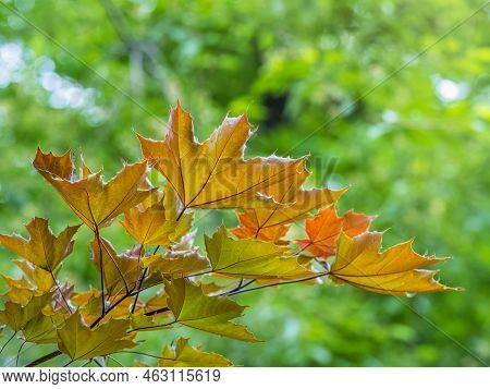 Tree Branch With Dark Red Leaves, Acer Platanoides, The Norway Maple Crimson King. Red Maple Acutifo