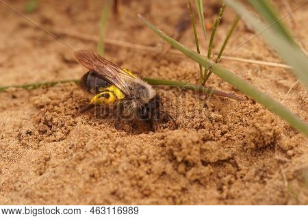 Detailed Closeup On A Female Grey Mining Bee , Andrena Vaga Loade With Pollen, Digging Into Her Nest