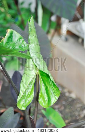 Alocasia Macrorrhizos ,araceae Or Ear Elephant Or Giant Alocasia Or Xanthosoma Sagittifolium Plant