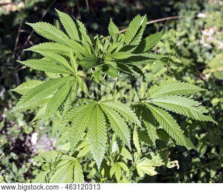 View Of Marjuana Plant Outdoor