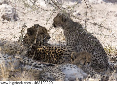 A View Of Cheeta With Cubs