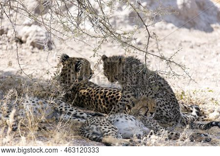 A View Of Cheeta With Cubs