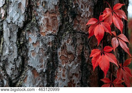 Autumn Background Tree Bark With Red Virginia Creeper Leaves. Parthenocissus Quinquefolia, Virginia 