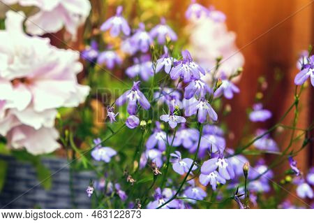 Beautiful Purple Lobelia Erinus Close-up In A Home Summer Garden. Lobelia Violet In The Garden. Lobe