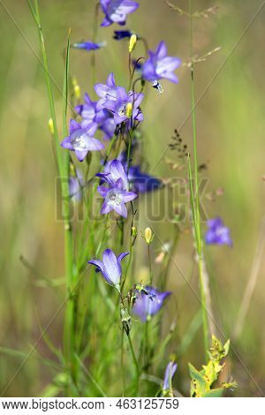 Bluemist Pestemon Virens Blue Prairie Mountain Flowers Meadow