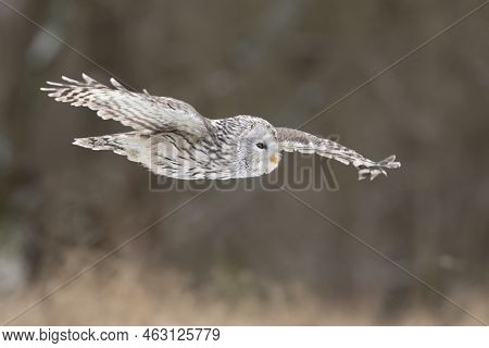 Owl Portrait In Winter, Ural Owl In Winter Forest. Strix Uralensis. Winter Scene With A Ural Owl. Wi