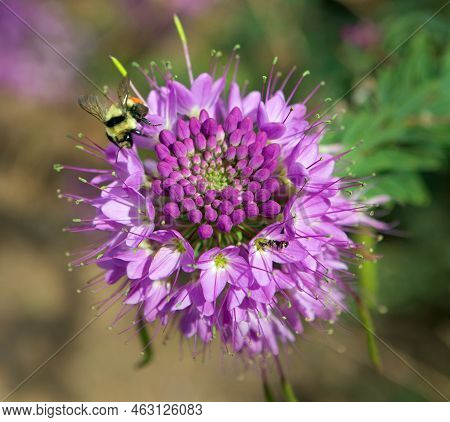 Rocky Mountain Bee Plant With Tri Colored Bee