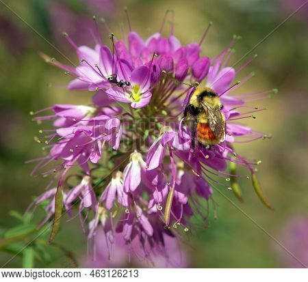 Rocky Mountain Bee Plant With Tri Colored Bee