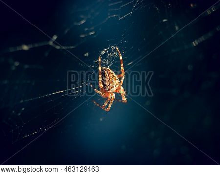 Spider On The Web. Macro Photography. Background.
