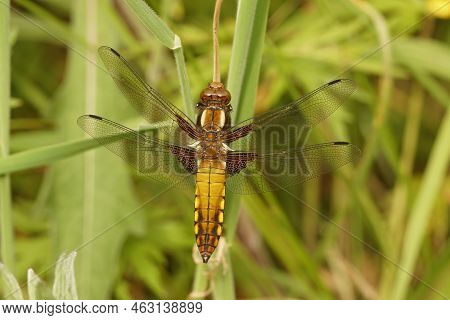Natural Closeup On A Colorful Female Broad-bodied Chaser, Libellula Depressa, Hanging In The Grass