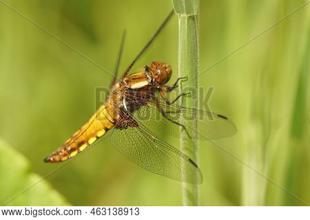 Natural Closeup On A Colorful Female Broad-bodied Chaser, Libellula Depressa, Hanging In The Grass