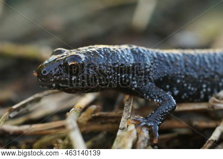 Detailed Closeup On A Juvenile Female Danube Crested Newt, Triturus Dobrogicus