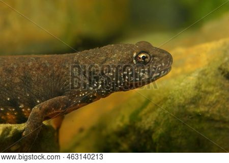 Detailed Closeup On A Juvenile Female Danube Crested Newt, Triturus Dobrogicus