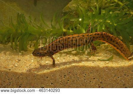 Detailed Closeup On A Large Orange Colored The Danube Crested Newt, Triturus Dobrogicus Macrosoma, U