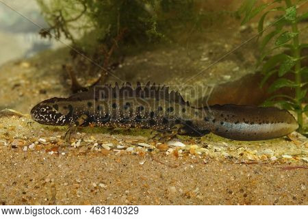 Detailed Closeup On An Impressive Male Danube Crested Newt, Triturus Dobrogicus
