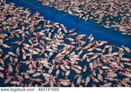 Dried Squid Or Octopus At Thai Seafood Market
