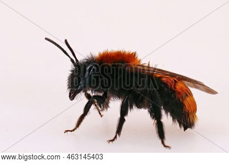 Detailed Closeup On A Wed, Bright Colorful Red Tawny Mining Bee, Andrena Fulva On White Background