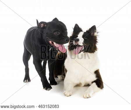 Young Yakutian Laika And Staffie In Front Of White Background
