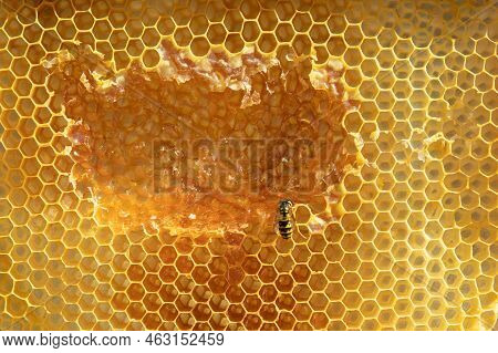 Honeycomb Detail Where You Can Clearly See The Hexagonal Shapes Of Its Cells.