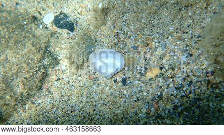 Seashell Of Bivalve Mollusc Smooth Clam Or Smooth Callista, Brown Venus (callista Chione) Undersea, 
