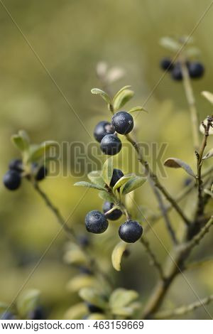 Box-leaved Holly Branch With Fruit In The Summer