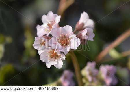Elephants Ears Pink Flowers In The Spring