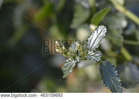 Creeping Blue Blossom Flower Buds In The Spring