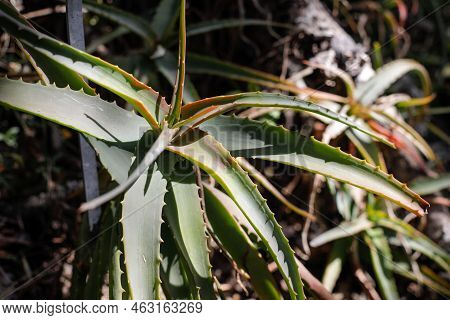 Shallow Depth Of Field (selective Focus) Details With Various Mediterranean Plants In A Botanical Ga