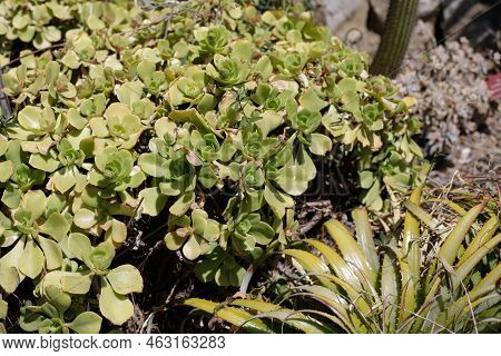 Shallow Depth Of Field (selective Focus) Details With Various Mediterranean Plants In A Botanical Ga