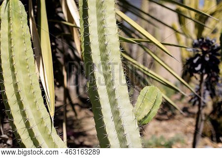 Shallow Depth Of Field (selective Focus) Details With Various Mediterranean Plants In A Botanical Ga