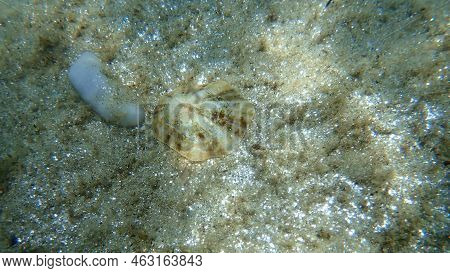 Seashell Of Mediterranean Limpet Or Rayed Mediterranean Limpet (patella Caerulea) Undersea, Aegean S