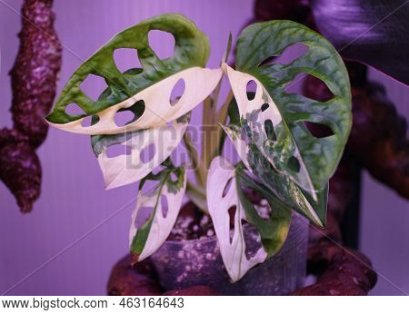 The White And Green Leaves Of Variegated Monstera Adansonii, A Rare And Expensive Tropical Houseplan