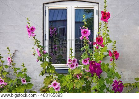 Beautiful Colourful Hollyhocks Alcea Rose Flower Bloom At The Window Of The Village House.