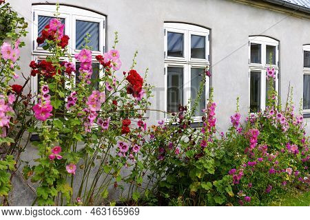 Beautiful Colourful Hollyhocks Alcea Rose Flower Bloom At The Window Of The Village House.