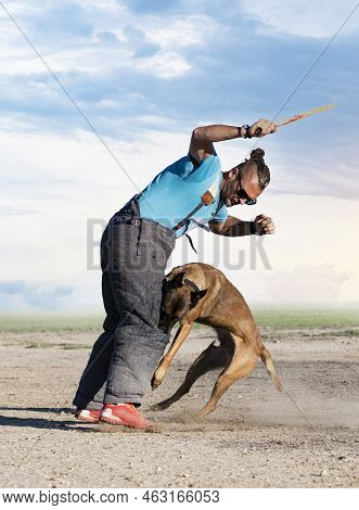 Young Belgian Shepherd Training In The Nature For Security